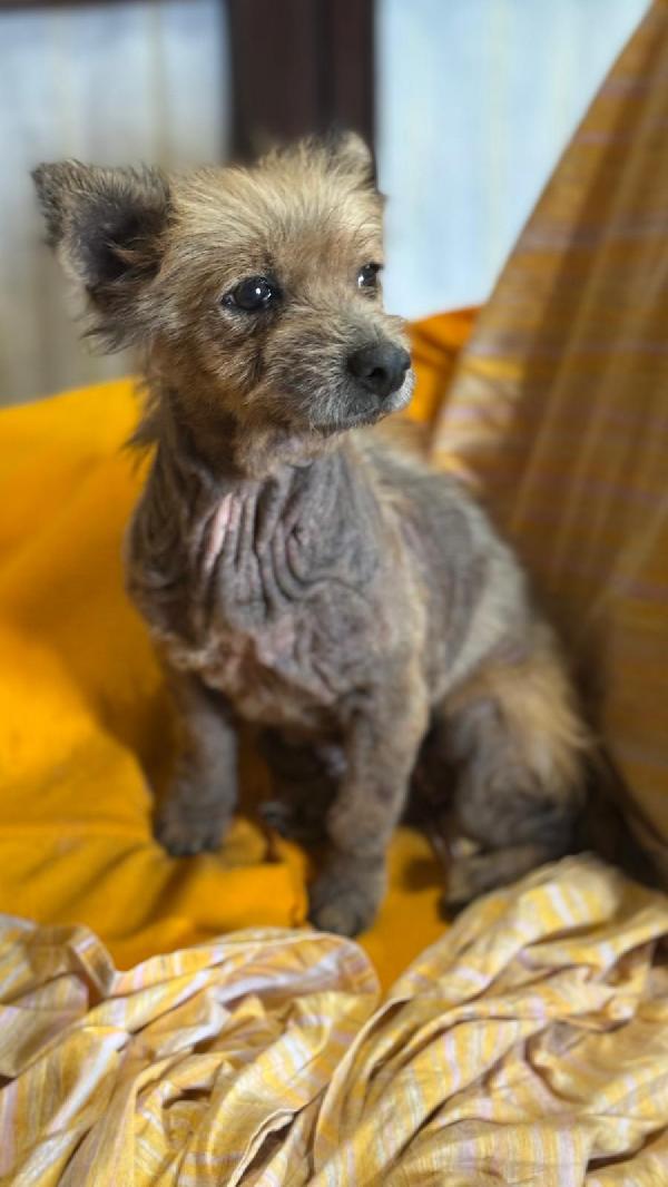 ALLEGRA - cagnolina di 5 anni - taglia mini Foto 5